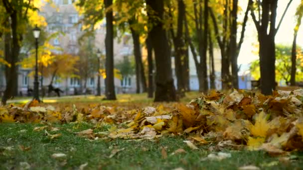 Flying Leaves Slow Motion Macchina Soffiare Vento Pulizia Spazzare Foglie — Video Stock