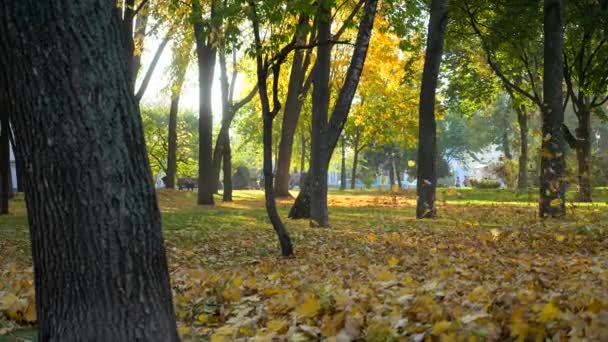 Feuilles Volantes Mouvement Lent Machine Souffler Vent Nettoyage Balayant Feuilles — Video