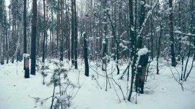 Akşam kış orman. Kar ağaçlar Dusk kaplı. Buz gibi soğuk hava. Alacakaranlık ahşap