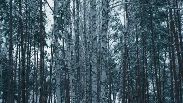 中世纪的男人在黑色斗篷与胡德散步 傍晚的黄昏黄昏 流浪者在冬季森林里旅行 在木材覆盖的树木 — 图库视频影像