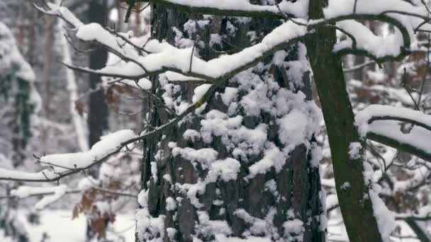 Камера Рухається Вгору Вздовж Багажника Близько Снігового Покритого Дерева Холодний — стокове відео