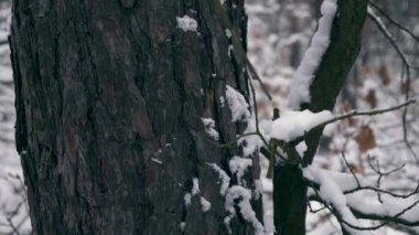 Kamera hareket yukarı aşağı gövde boyunca. Yakın çekim kar ağaç kaplı. Soğuk Frost ahşap şehrinde hava durumu