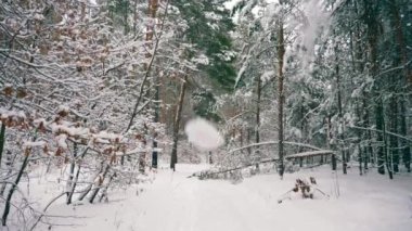 Blizzard ağır kar fırtınası kış orman içinde. Ahşap kar yağışı sırasında. Frost soğuk hava kar kaplı ağaçlar yavaş hareket
