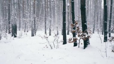 Blizzard ağır kar fırtınası kış orman içinde. Ahşap kar yağışı sırasında. Frost soğuk hava kar kaplı ağaçlar yavaş hareket