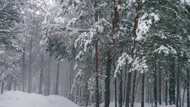 Blizzard Ağır Kar Fırtınası Kış Orman Içinde Ahşap Kar Yağışı — Stok video