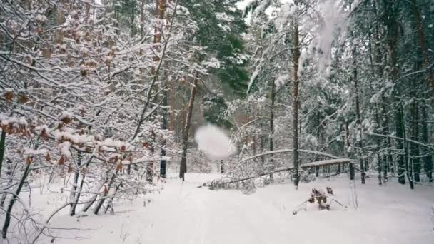 冬の森でブリザード吹雪降雪時の木に フロスト コールド天気雪覆われた木スローモーション — ストック動画