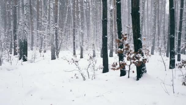 冬季森林中的暴雪大雪 雪下的木头 冰凉天气雪覆盖的树木慢动作 — 图库视频影像