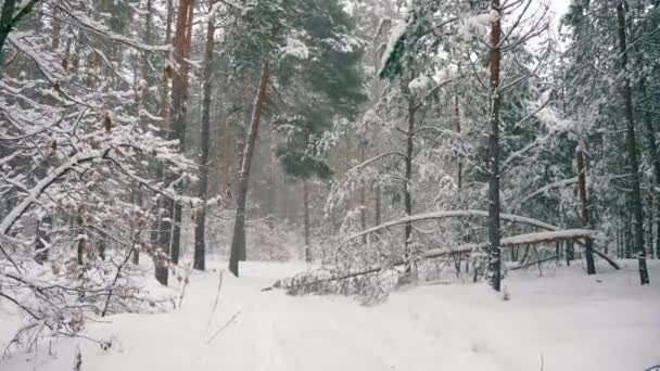 冬季森林中的暴雪大雪 雪下的木头 冰凉天气雪覆盖的树木慢动作 — 图库视频影像
