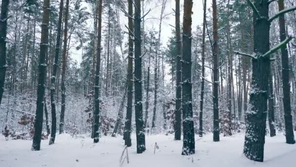 Fotoaparát Pohybující Zimním Lese Blizzard Posouvání Výstřel Panorama Zasněžené Stromy — Stock video