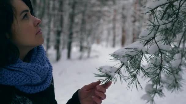 Женская Рука Касается Сосновых Ветвей Деревьев Покрытых Снегом Отдых Пешие — стоковое видео