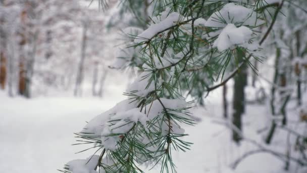 Close Macro Sneeuw Pine Tree Branches Winter Forest Tijdens Sneeuwval — Stockvideo