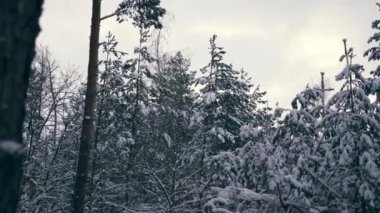 Kar Blizzard sonra ağaçlar ahşap kaplı. Ormanda kar yağışı sırasında kış tatili. Frost hava yavaş hareket