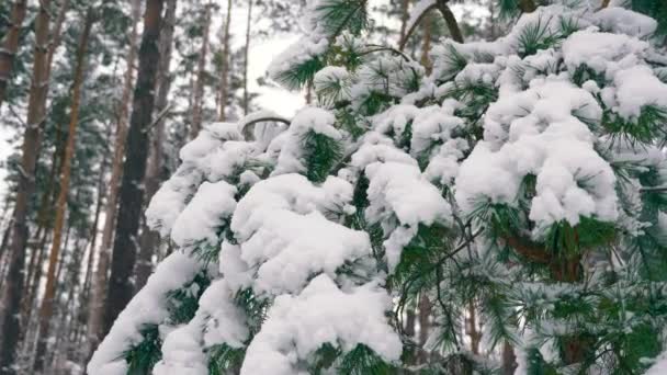 Zasněžené Stromy Lese Blizzard Zimní Dovolená Lese Během Sněžení Frost — Stock video
