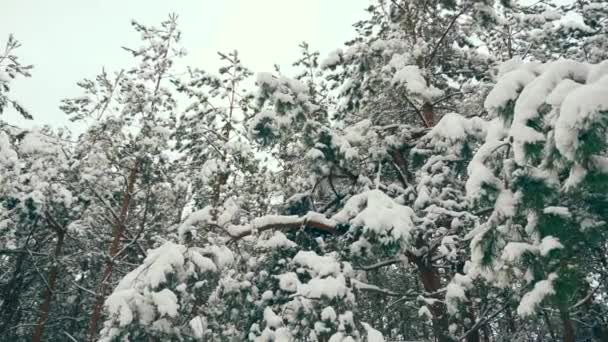 Pokryte Śniegiem Drzewa Drewnie Blizzard Ferie Zimowe Lesie Podczas Opadów — Wideo stockowe