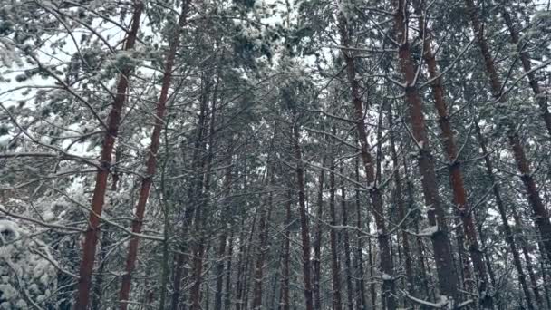 Schnee Bedeckte Bäume Wald Nach Schneesturm Winterurlaub Wald Bei Schneefall — Stockvideo