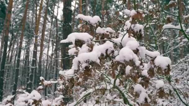 Árboles Cubiertos Nieve Madera Después Blizzard Vacaciones Invierno Bosque Durante — Vídeo de stock