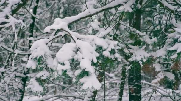 Schnee Bedeckte Bäume Wald Nach Schneesturm Winterurlaub Wald Bei Schneefall — Stockvideo