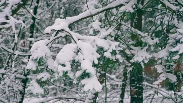 Árboles Cubiertos Nieve Madera Después Blizzard Vacaciones Invierno Bosque Durante — Vídeos de Stock