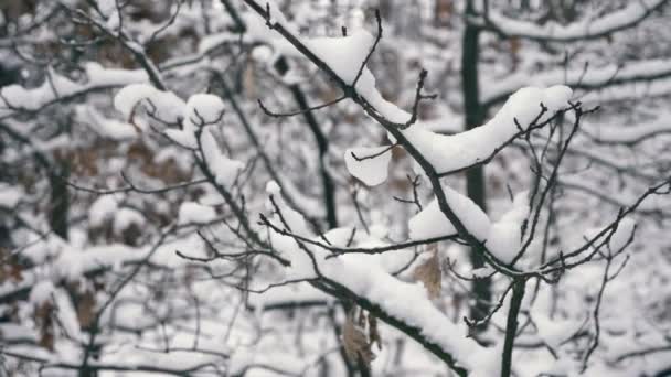 Snötäckta Träd Trä Efter Blizzard Sportlov Skogen Snöfall Frost Väder — Stockvideo