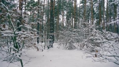 Kış orman. Kar Blizzard sonra ağaçlar ahşap kaplı. Ormanda kar yağışı sırasında kış tatili. Frost hava yavaş hareket