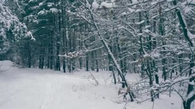 Kış orman. Kar Blizzard sonra ağaçlar ahşap kaplı. Ormanda kar yağışı sırasında kış tatili. Frost hava yavaş hareket