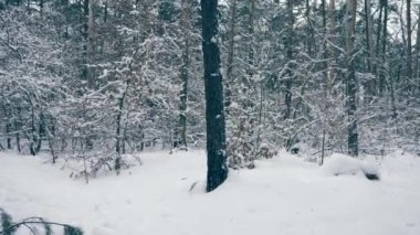 Kış orman. Kar Blizzard sonra ağaçlar ahşap kaplı. Ormanda kar yağışı sırasında kış tatili. Frost hava yavaş hareket