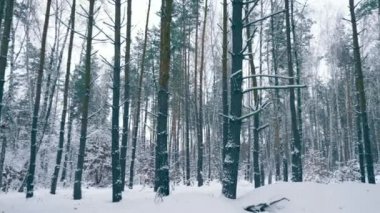 Kış orman. Kar Blizzard sonra ağaçlar ahşap kaplı. Ormanda kar yağışı sırasında kış tatili. Frost hava yavaş hareket