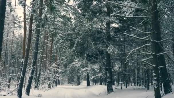 Зимний Лес Покрытые Снегом Деревья Лесу После Метели Зимние Каникулы — стоковое видео