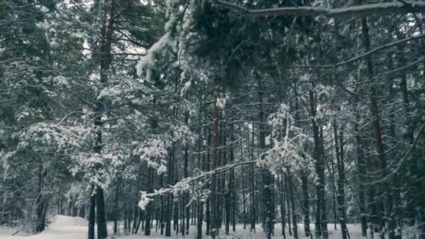 冬季森林 暴雪过后 雪覆盖在树林里 降雪期间森林的寒假 霜冻天气慢动作 — 图库视频影像