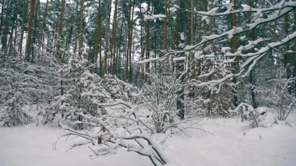 冬季森林 暴雪过后 雪覆盖在树林里 降雪期间森林的寒假 霜冻天气慢动作 — 图库视频影像