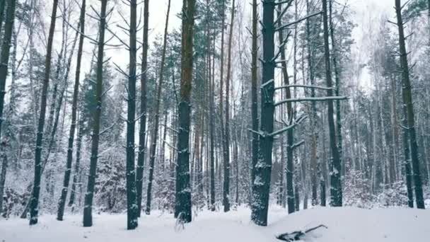 冬季森林 暴雪过后 雪覆盖在树林里 降雪期间森林的寒假 霜冻天气慢动作 — 图库视频影像