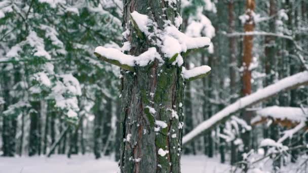 Belle Fille Vient Près Pin Touche Tronc Couvert Neige Promenade — Video