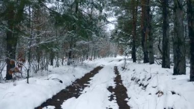 Kar kırsal toprak yol orman kaplı. Kırsal ahşap karışık. Soğuk Frost hava kış sezon tatil Noel yeni yıl