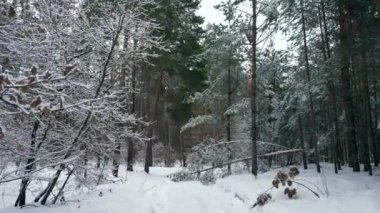 Kırık çam ağacı yalan ahşap yolda. Kar sonra Blizzard kar yağışı orman kaplı. Soğuk Frost hava kış sezon tatil Noel yeni yıl