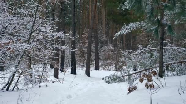 Trasiga Pine Tree Ligger Väg Trä Snötäckta Skogen Efter Blizzard — Stockvideo