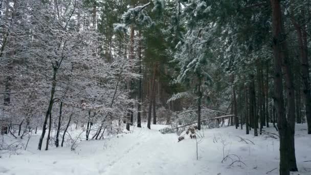 破碎的松树躺在树林里的路上 暴雪降雪后覆盖森林的雪 寒冷的霜冻天气冬季节日假期圣诞节新年 — 图库视频影像