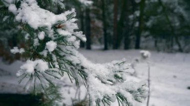 Çam ağacı dalı ahşap üzerinde yakın çekim kar taneleri. Kar kış bayramlar, yılbaşı, yılbaşı orman kaplı. Karlı soğuk Frost kış hava sezon