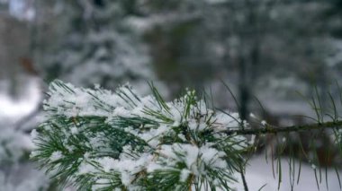 Çam ağacı dalı ahşap üzerinde yakın çekim kar taneleri. Kar kış bayramlar, yılbaşı, yılbaşı orman kaplı. Karlı soğuk Frost kış hava sezon