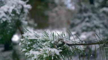 Çam ağacı dalı ahşap üzerinde yakın çekim kar taneleri. Kar kış bayramlar, yılbaşı, yılbaşı orman kaplı. Karlı soğuk Frost kış hava sezon