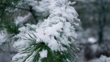 Çam ağacı dalı ahşap üzerinde yakın çekim kar taneleri. Kar kış bayramlar, yılbaşı, yılbaşı orman kaplı. Karlı soğuk Frost kış hava sezon