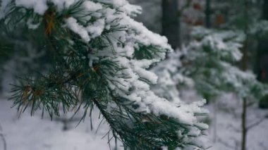 Çam ağacı dalı ahşap üzerinde yakın çekim kar taneleri. Kar kış bayramlar, yılbaşı, yılbaşı orman kaplı. Karlı soğuk Frost kış hava sezon