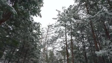 Panorama kar üzerinde yukarı hareket ettirildiğinde kaplı çam ağacı Tops. Kış tatil günleri, Noel, yeni yıl kış orman. Soğuk Frost kış hava sezon Avrupa'da karlı ahşap