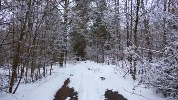 Snow Covered Rural Dirt Road Forest Campo Madeira Mista Frio — Vídeo de Stock