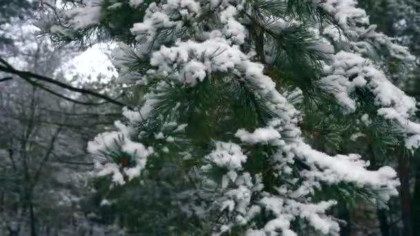 Primo Piano Fiocchi Neve Sul Ramo Pino Nel Bosco Foresta — Video Stock