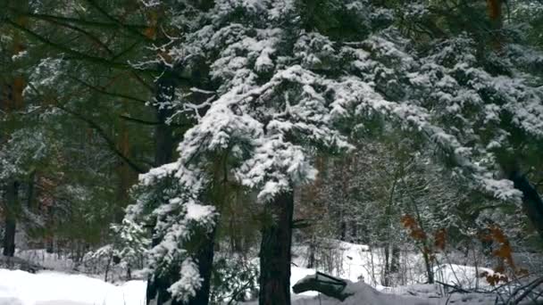 木に松の木の枝に雪でクローズ アップ 冬の祝日 クリスマス 新年の森を覆われました 雪冷たい霜冬の天候の季節 — ストック動画