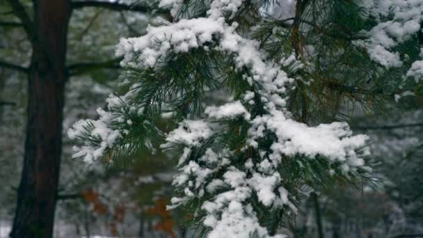 Zbliżenie Płatki Śniegu Gałęzi Drzewa Sosnowego Drewnie Pokryte Śniegiem Lasu — Wideo stockowe