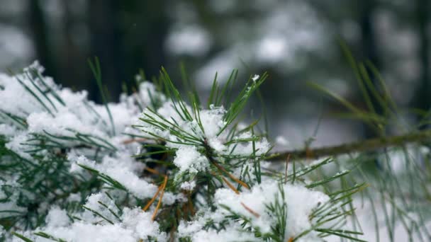 Zbliżenie Płatki Śniegu Gałęzi Drzewa Sosnowego Drewnie Pokryte Śniegiem Lasu — Wideo stockowe