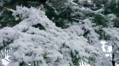 Çam ağacı dalı ahşap üzerinde yakın çekim kar taneleri. Kar kış bayramlar, yılbaşı, yılbaşı orman kaplı. Kış hava sezonu karlı soğuk Frost