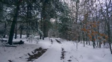 Kar kırsal toprak yol orman kaplı. Kırsal ahşap karışık. Soğuk Frost tatil Noel, yeni yıl kış sezonunda şehrinde hava durumu