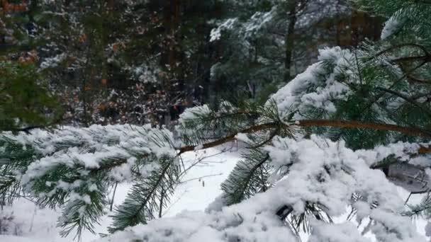 Närbild Snöflingor Pine Tree Gren Trä Snötäckta Skogen Vintern Semester — Stockvideo